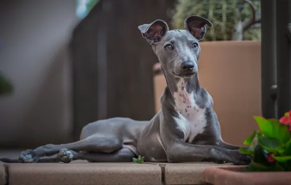 Look, dog, Italian Greyhound