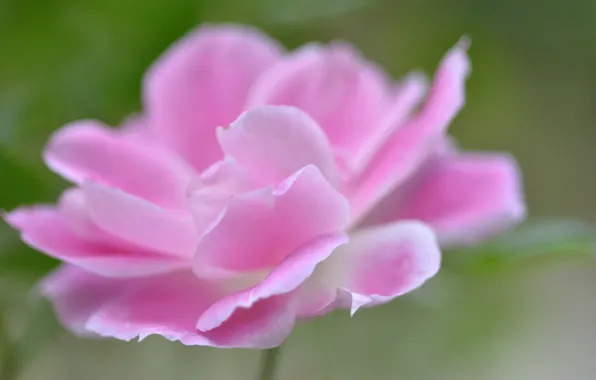 Picture macro, nature, rose, petals