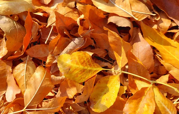 Autumn, leaves, Rosa, morning, autumn, leaves, morning, dew