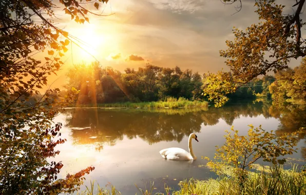 Autumn, leaves, trees, branches, pond, Park, Swan, the rays of the sun