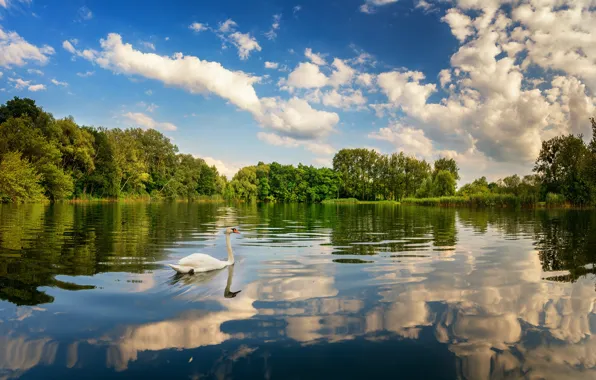The sky, clouds, trees, lake, reflection, bird, swans