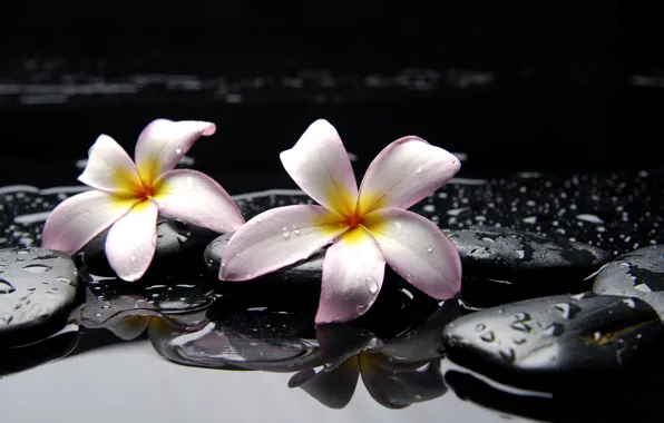 Picture water, drops, flowers, stones, yellow, pink, black, plumeria