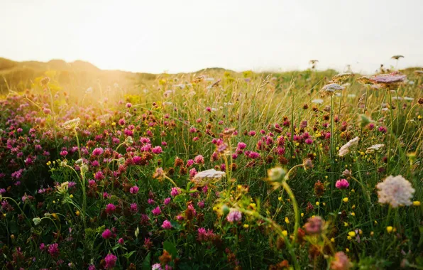 Field, summer, grass, light, nature, clover