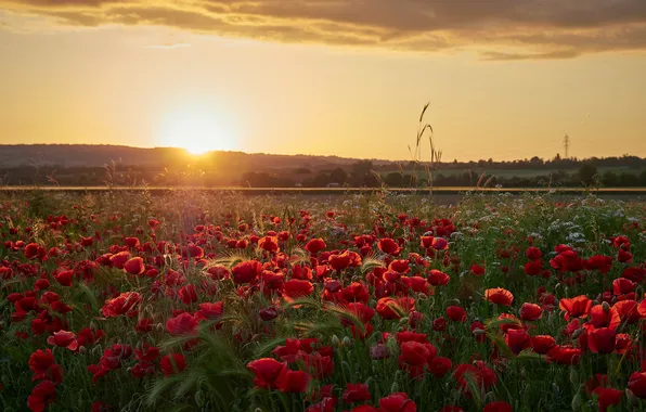 Field, summer, the sky, the sun, clouds, landscape, flowers, nature