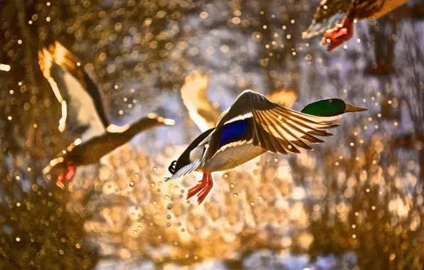 DROPS, FLIGHT, SQUIRT, BIRDS, PAINTING, DUCK, MALE