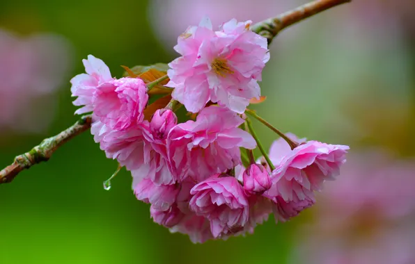 Picture macro, cherry, branch, Sakura, flowering, flowers, bokeh