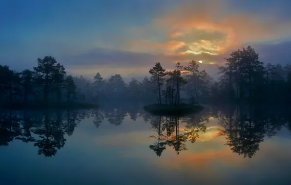 Trees, lake, swamp, Sweden, Vastmanland County