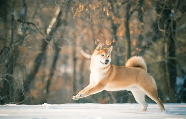 Winter, forest, look, leaves, snow, trees, branches, nature