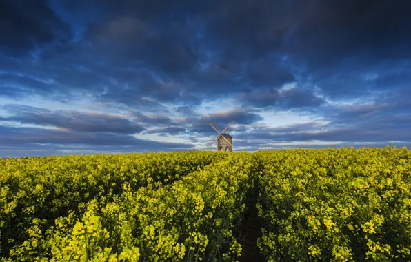 Field, the sky, clouds, flowers, blue, dal, yellow, contrast