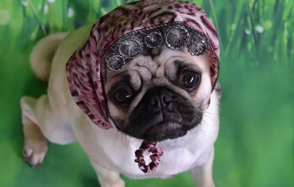 Look, pose, portrait, dog, outfit, pug, image, decoration