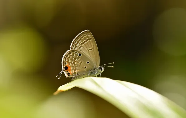 Sheet, plant, wings, Babicka