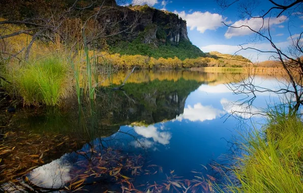 Picture tree, Lake, reed