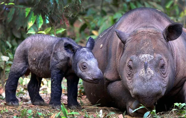 Picture background, cub, rhino, adult, Sumatran Rhino
