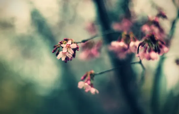 Picture macro, flowers, nature, photo, background, Wallpaper, plants, branch