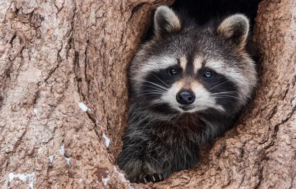 Look, face, tree, portrait, raccoon, the hollow