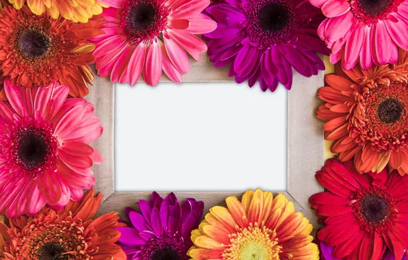 Flowers, spring, frame, colorful, chrysanthemum, flowers, spring, bright