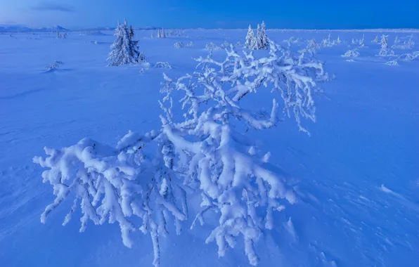 Winter, snow, trees, Sweden, the bushes, Sweden, Lapland, Lapland