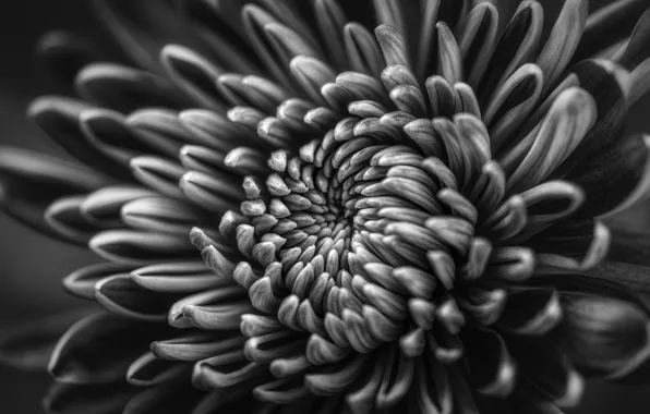 Flowers, plant, chrysanthemum
