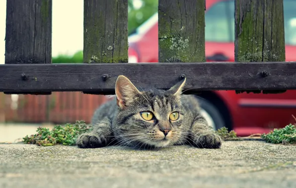 Picture mustache, earth, the fence, Cat