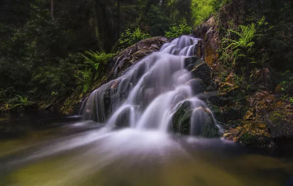 Forest, nature, plant, waterfall