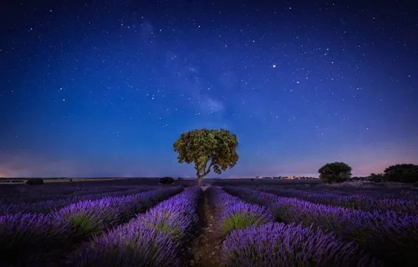 Picture the sky, stars, trees, night, lavender, plantation