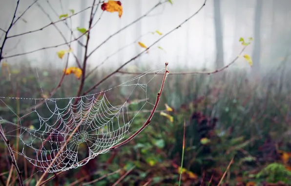 Autumn, Rosa, web
