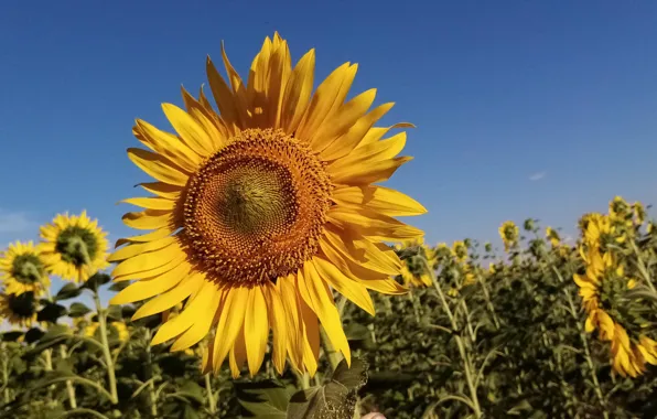 Plant, Nature, sunflower, the sun