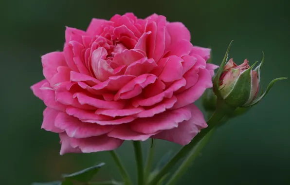 Picture close-up, background, pink, rose, Bud