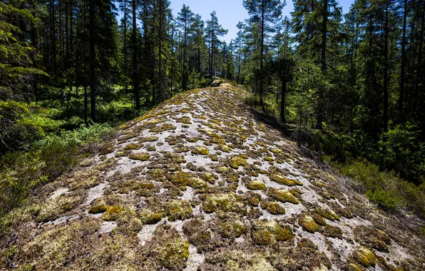 Nature, Moss, Sweden, Forest