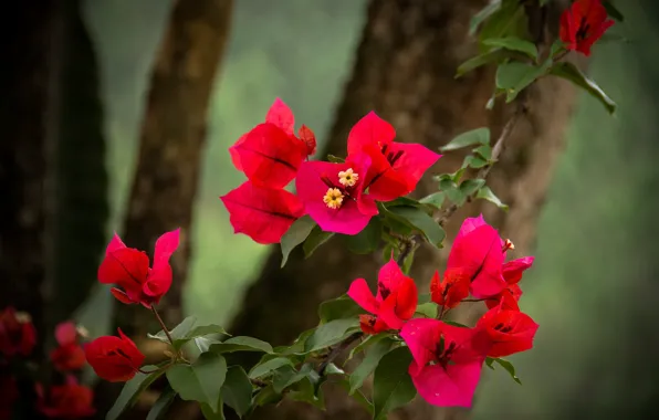 Leaves, flowers, branches, tree, bright, spring, red, flowering