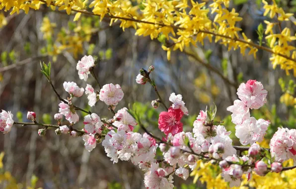 Flowers, branches, spring, yellow, garden, Sakura, pink, flowering