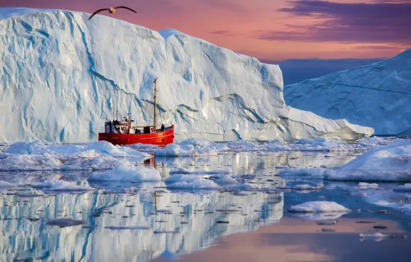 Sea, reflection, Seagull, Denmark, ice, boat, icebergs, Greenland