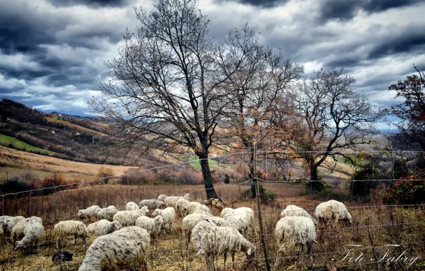 Autumn, trees, sheep, pasture, the herd, Fabry