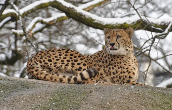 Picture winter, stay, stone, Cheetah, wild cat