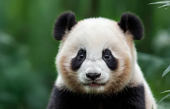 Look, leaves, nature, portrait, bear, bear, Panda, bear