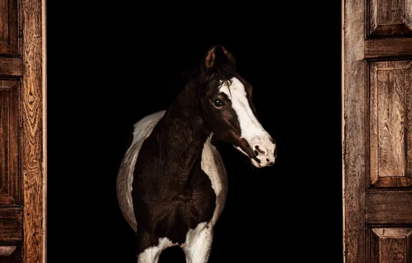 Look, face, horse, horse, door, black background, spotted, foal
