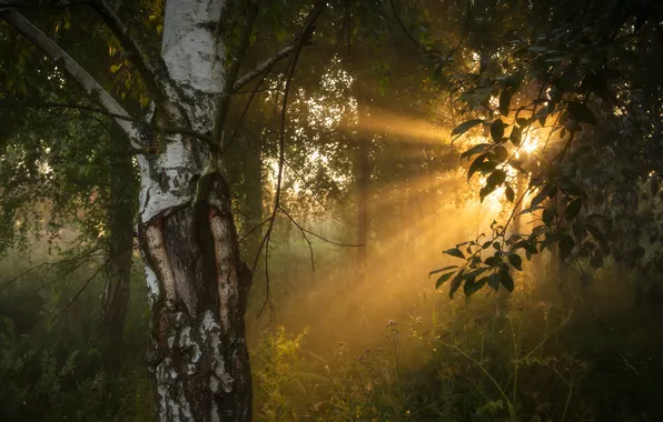 Forest, grass, the sun, rays, light, branches, fog, foliage