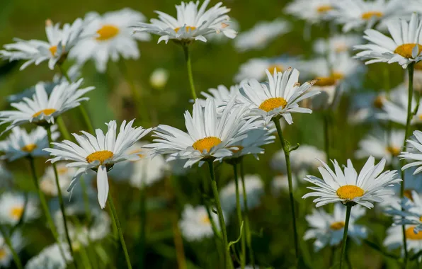 Summer, nature, chamomile, wildflowers