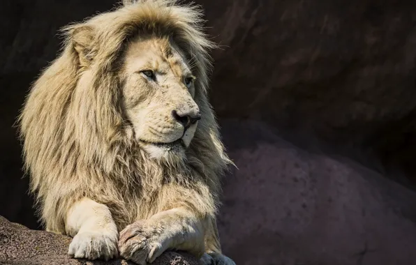 Leo, king, beast
