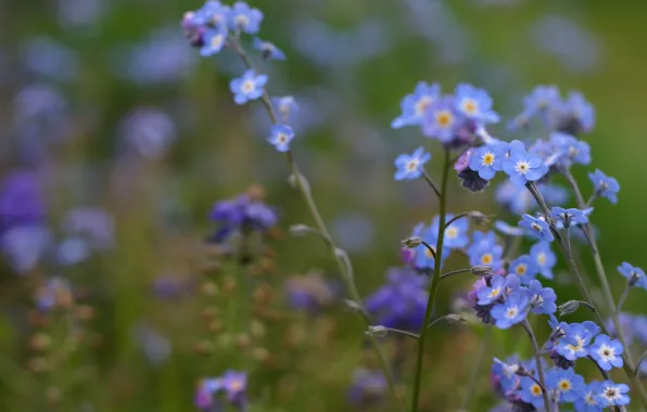 Picture macro, flowers, blur, field, forget-me-nots