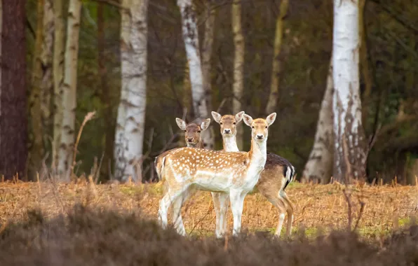 Picture forest, light, trees, nature, deer, trio, fawn, Trinity