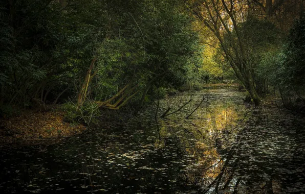 Wallpaper puddle, landscape, forest, nature, list
