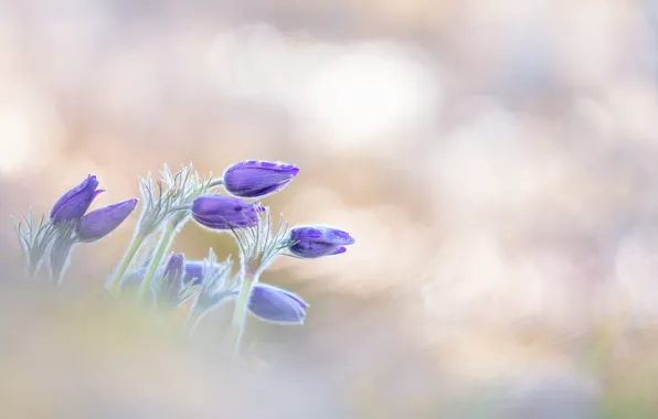 Macro, flowers, spring, petals, blur, purple, primrose, lilac