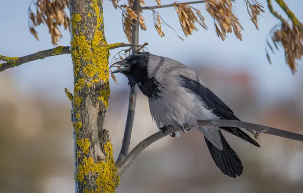 Birds, beak, grey crow