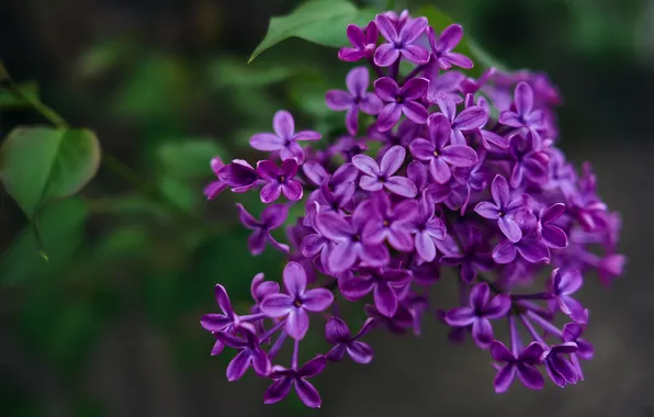 Leaves, flowers, the dark background, branch, spring, flowering, lilac, bokeh