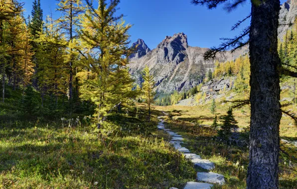 Forest, trees, mountains, Canada, Canada, path, Yoho National Park