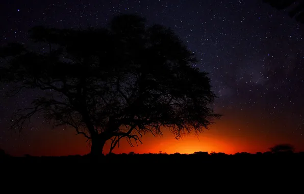 Tree, desert, Savannah, Africa, Namibia
