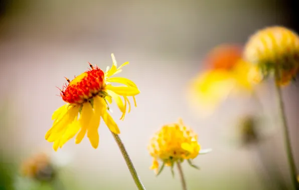 Flowers, nature, plant, petals