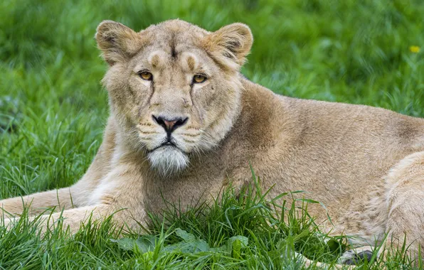 Picture cat, grass, Leo, lion, ©Tambako The Jaguar