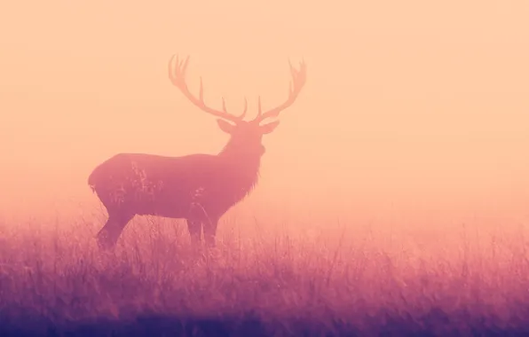 Picture fog, deer, silhouette, horns